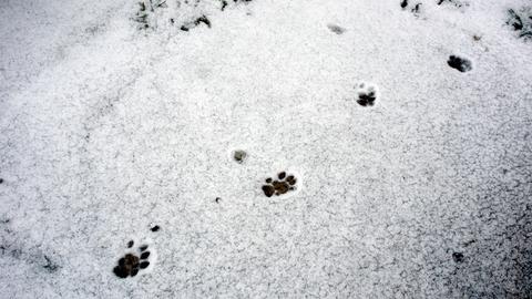 Tierspuren im Schnee.