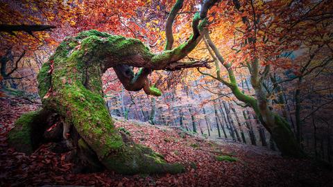 Eine vollständig mit Moos bewachsene Süntel-Buche im herbstlichen Kellerwald.