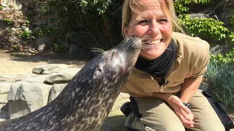 Die Frankfurter Zoo-Tierärztin Dr. Nicole Schauerte bekommt einen Kuss von einem Seehund