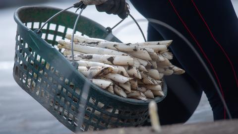 Eine Erntehelferin trägt während der offizielle Eröffnung der Spargelsaison in Hessen einen Korb voller Spargel.