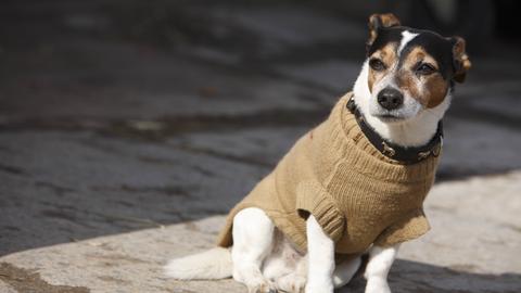 Hund mit Mäntelchen