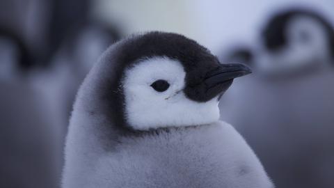 Ein Kaiserpinguinbaby