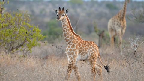 Eine Giraffe im Kruger Nationalpark
