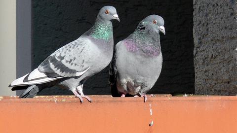 Zwei Tauben auf einem Balkon. 