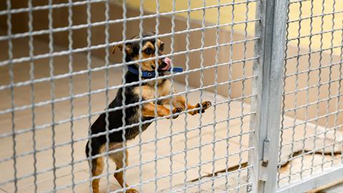 Ein Hund steht an den Gitterstäben im Tierheim