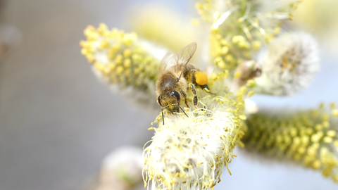 Eine Honigbiene bestäubt eine Blüte. 