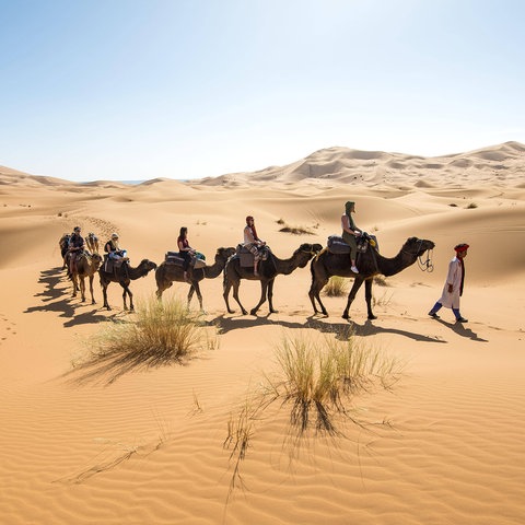 Karawane mit Dromedaren in der Wüste