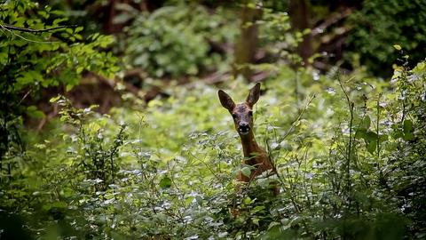 Ein Reh schaut überrascht in die Kamera - drumherum Wald.