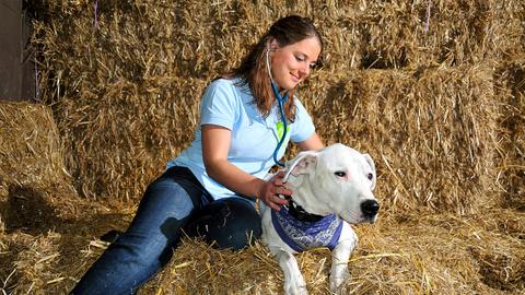 Die Tierärztin Daniela Föller untersucht einen Hund. 