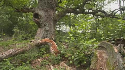 Alte Bäume im Reinhardswald. 