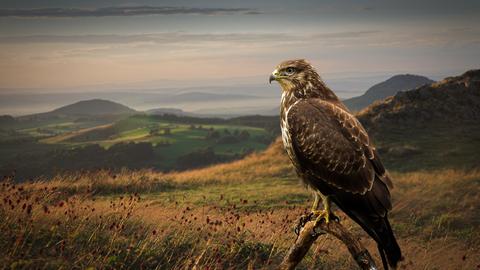 EIn Greifvogel auf einem Ast. Im Hintergrund eine grüne Landschaft mit Hügeln.