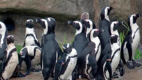 Giraffe, Erdmännchen & Co. XXL - Brillenpinguine in Kronberg