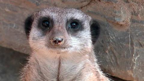 Für die Erdmännchen im Frankfurter Zoo steht eine besondere Überraschung bereit.