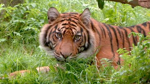 Tigerin Berani lebt jetzt im Augsburger Zoo.