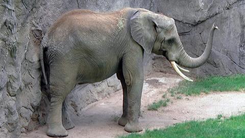 Eine Elefant im Kronberger Opel Zoo in seinem Gehege