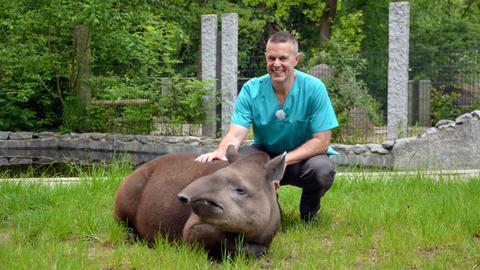 Tierarzt Thomas Fischer mit einem Tapir im Vivarium Darmstadt.