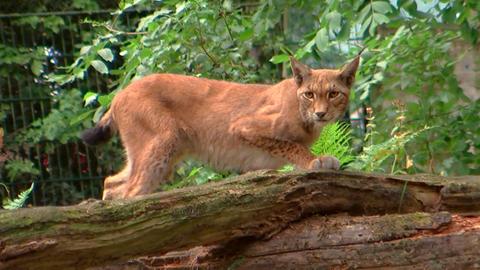 Luchs im Kronberger Opel-Zoo.