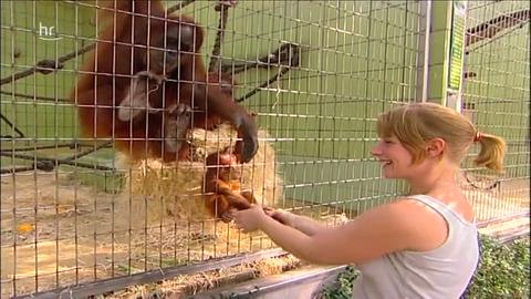 Eine Frau füttert einen Orang-Utan