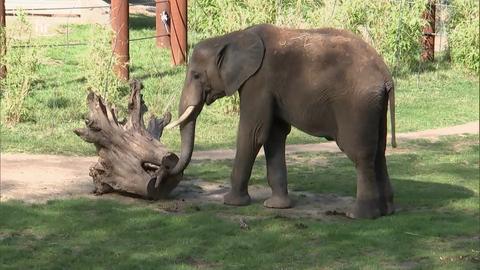 Ein junger Elefant mit Stoßzähnen