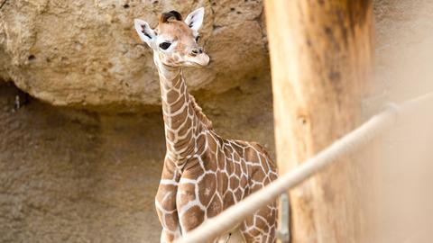 Ein weibliches Jungtier ist zusammen mit Mutter im Giraffenhaus unterwegs.