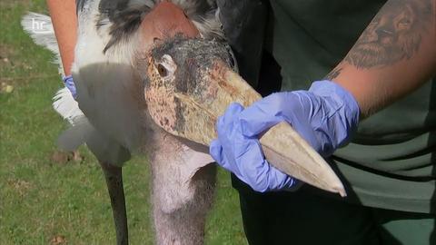 Ein Tierpfleger hält einem Marabu den Schnabel zu