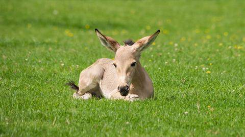 Ein Okapikind auf der Wiese. 