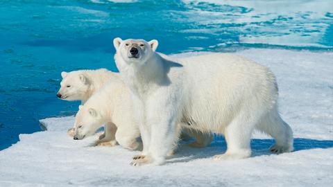 Eisbären auf einer Eisscholle. 