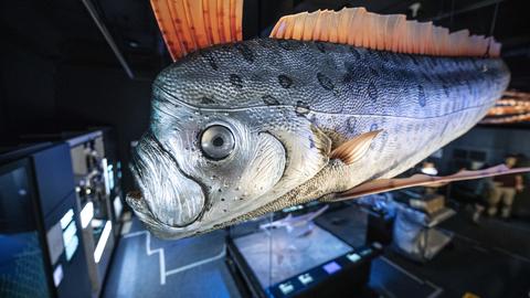 Das riesige Modell eines Fisches gehört zu den zentralen Anziehungspunkten der neuen Tiefsee-Ausstellung.