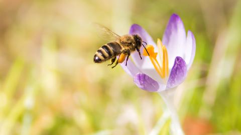 Biene in einer Blume