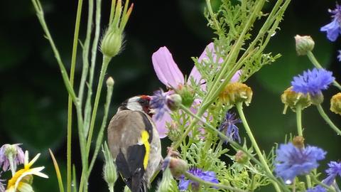 Wetterbilder