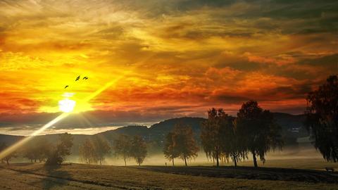 Sonnenaufgang bei Frühnebel an Stockwiese in Reichelsheim im Odenwald - mit rotgetränktem Himmel und Vögeln vor der Sonne.