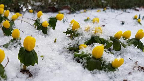 Nahaufnahme gelber Blumen im Schnee. 