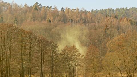 Aufnahme eines extremen Pollenflugs von Erle und Hasel. Sichbar als Nebel im Wald bei Niederaula aufgenommen. 