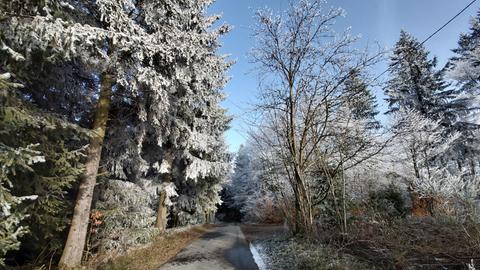 januarzwansischzwansisch