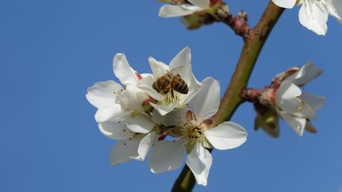 Die ersten Mandelbäume an der Bergstraße blühen und werden von Bienen besucht. 