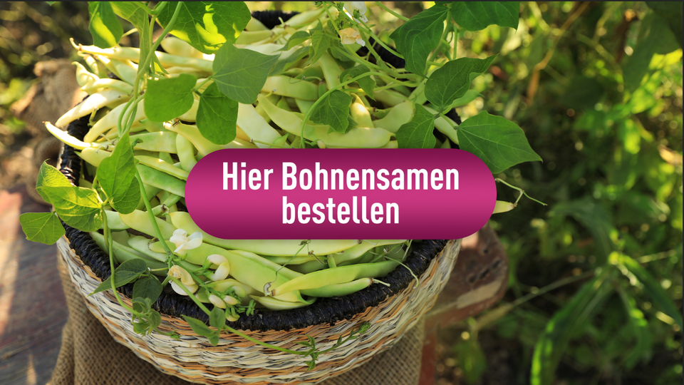 Ein Button mit der Aufschrift "Hier Bohnensamen bestellen"