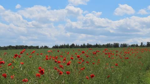 Wetter-Bilder Armin Holler aus Wölfersheim