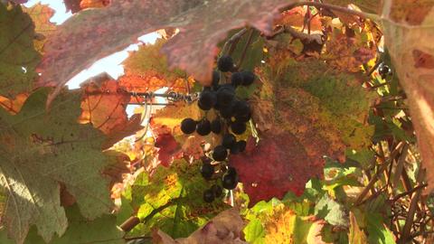 Wetter-Bilder Gabriele Setzer aus Oberzent