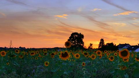 Wetter-Bilder Irmtraut Gottschald aus Heuchelheim