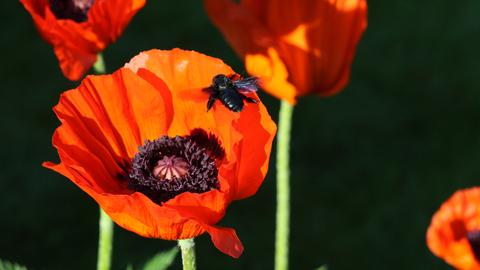 Wetter Bilder Karin Hagedorn aus Schlüchtern