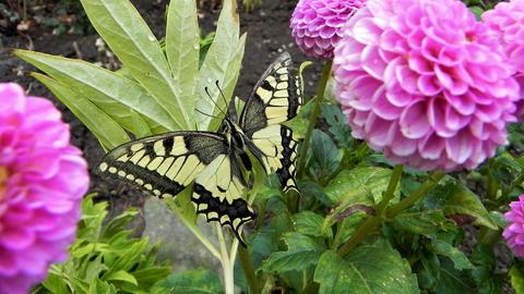 Wetter-Bilder Karl-Heinz Dietz aus Edertal