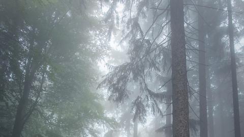 Wetter-Bilder Nicole Herr aus Schmitten