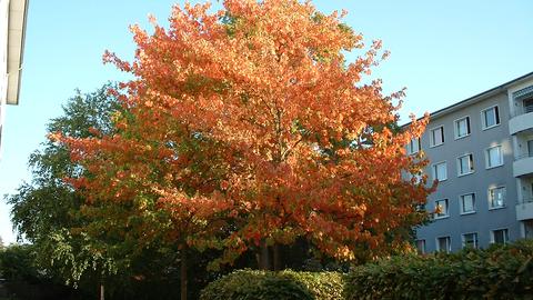 Wetter-Bilder Norbert Kircher aus Offenbach