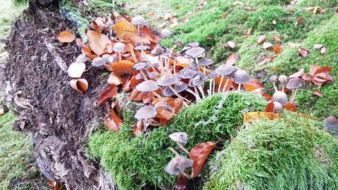 Wetter-Bilder Rene Weppner aus Mühlheim am Main