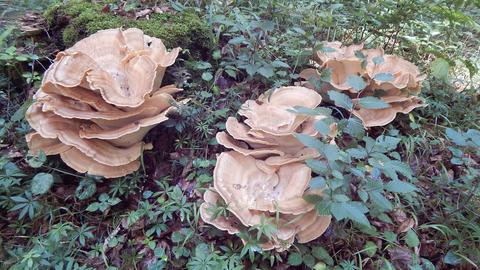 Wetterbilder