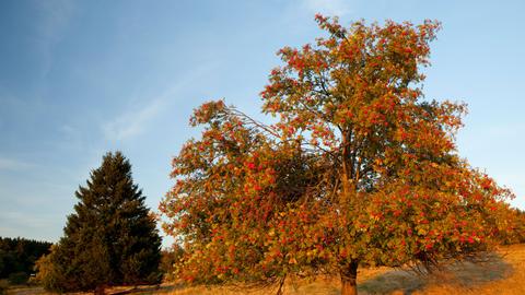 Wetterbilder