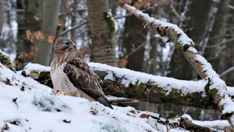 Wetterbilder