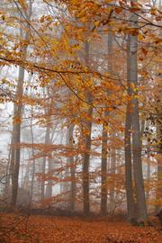 Wetterbilder hallo hessen
