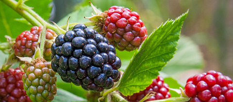 Ein Strauch mit Brombeeren.