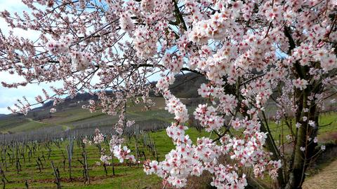 Wetterfotos hallo hessen - März 2020